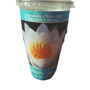 Nenufar Variedad Virginalis Planta Acuatica Rizoma Para Plantar