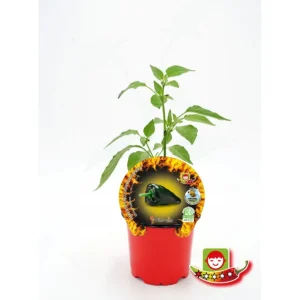 Plantón pimiento picante Chile Poblano en maceta 10,5 cm. natural - Fitoralia