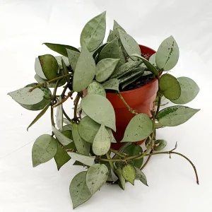 Hoya Krohniana Eskimo Planta Suculenta Colgante Flor De Cera Ø9