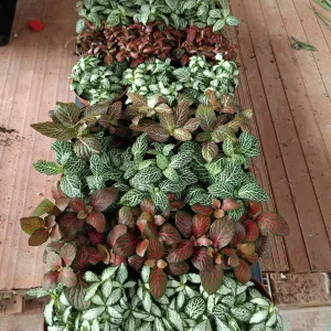 1 Planta Surtida Fittonia De Colores Ø8