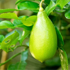 Caviar Cítrico - Plantón De 1 Metro De Finger Lime - Árbol Del Caviar De Limón