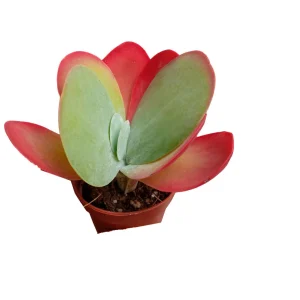 Kalanchoe Thyrisflora Red Lips Planta Suculenta Mini Ø5 Cm