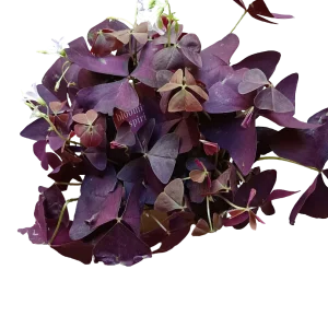 Planta Mariposa Oxalis Triangularis Planta Con Movimiento Ø12