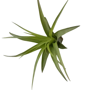Tillandsia Brachycaulo Clavel Del Aire Tillandsias