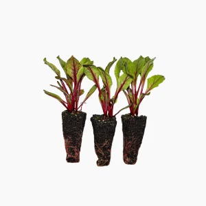 Plantón Remolacha - Plantabo. 3 Unidades