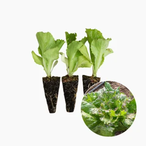 Plantón Lechuga Maravilla 10 Unidades - PlantaBo