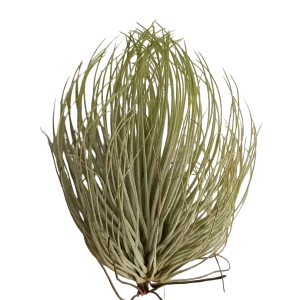 Tillandsia Andreana Planta Natural Clavel Del Aire