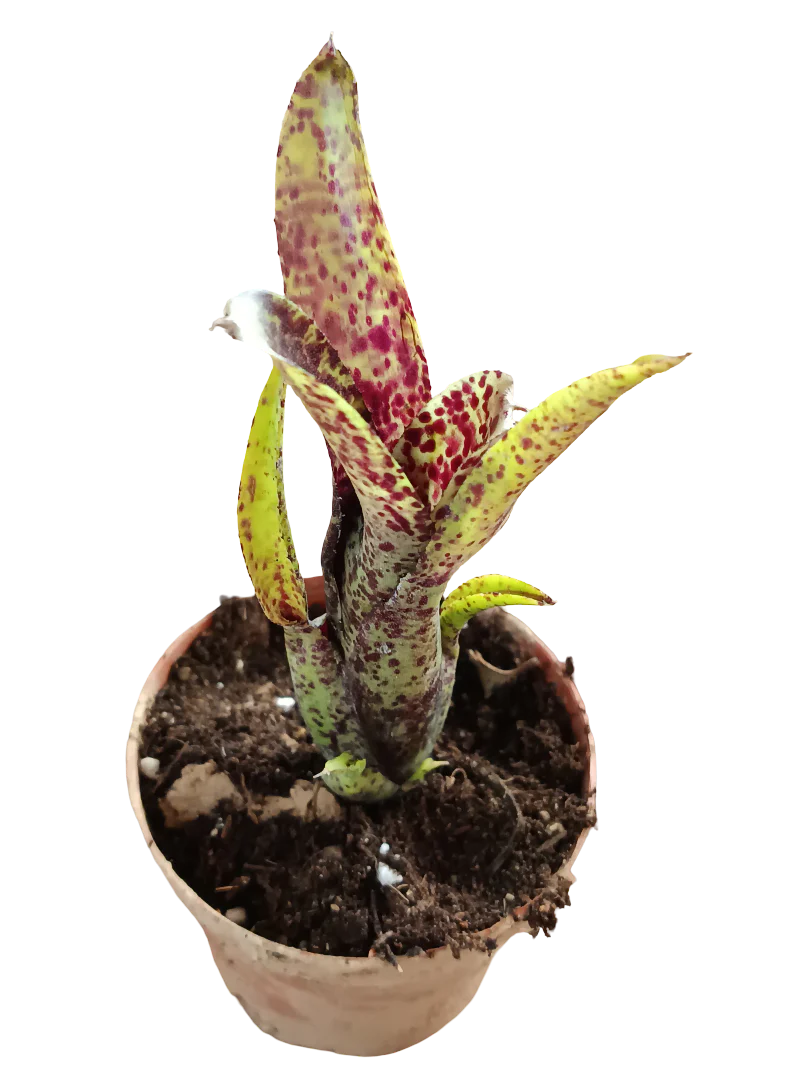 Neoregelia Ounce Of Purple Planta Bromelia Para Terrarios E Inteior