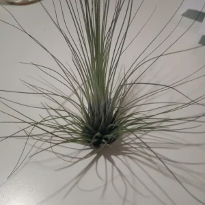 Tillandsia Filifolia Clavel Del Aire Tillandsias