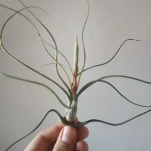 Tillandsia Butzii Planta Clavel Del Aire 5 Cms