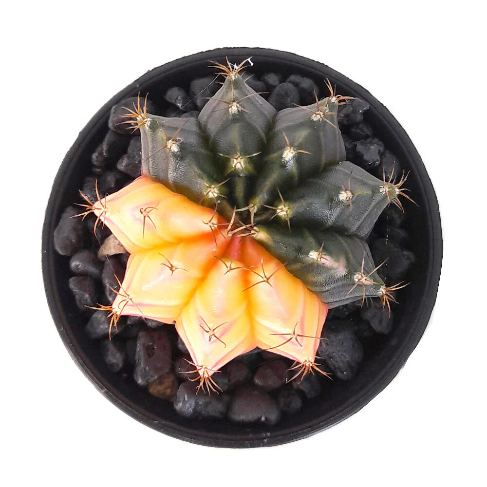Gymnocalycium Variegata M6 - Imagen 5