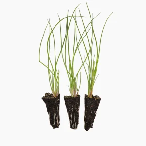 Plantón Cebolla Roja - Plantabo. 10 Unidades