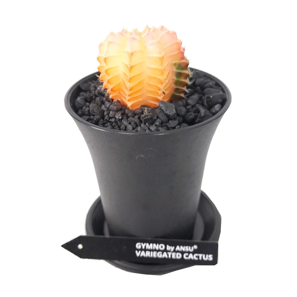 Gymnocalycium Variegata M6 - Imagen 4