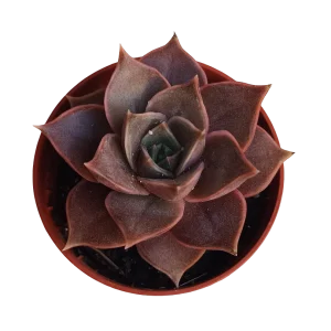 Echeveria Impi Mini Planta Suculenta Ø5