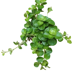 Peperomia Rotundifolia Planta De Interior Colgante Ø5