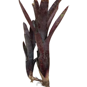 Planta Bromelia Neoregelia Ampullacea Purpurea Ideal Terrario