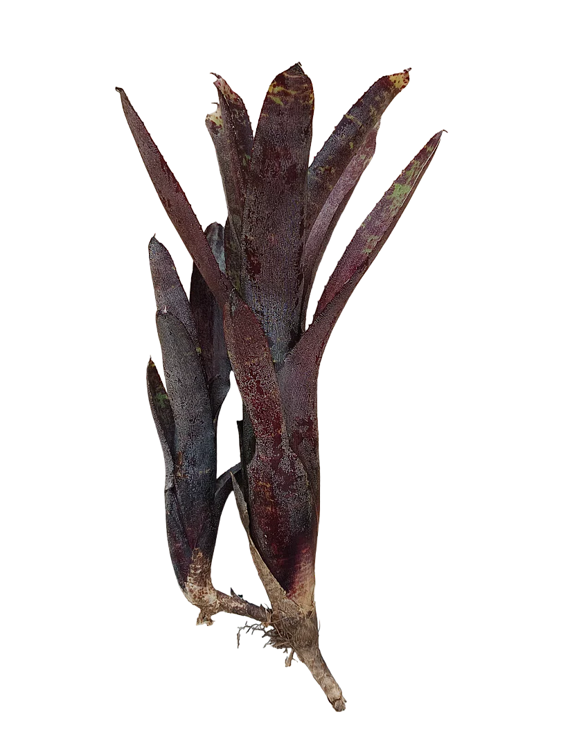 Planta Bromelia Neoregelia Ampullacea Purpurea Ideal Terrario