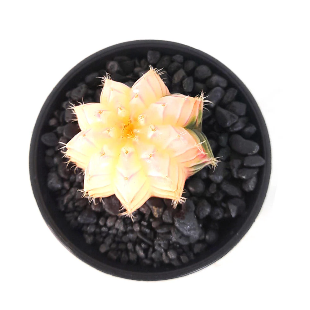 Gymnocalycium Variegata M6 - Imagen 3