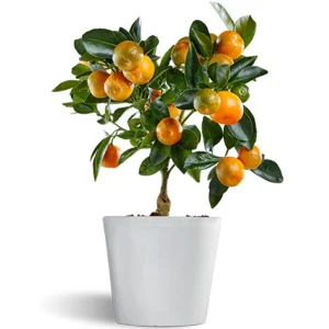 Calamondin - Naranjo Enano - Cítricos Comestibles - Maceta Cerámica - Planta Viva