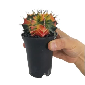 Gymnocalycium Variegata M6