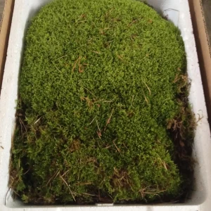 Caja Musgo Danes vivo - 3 Capas  Ideal para terrarios y kokedamas