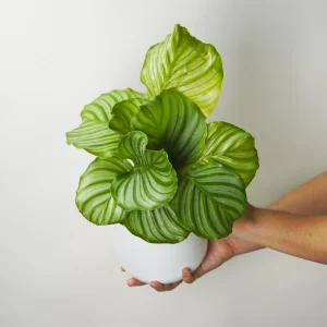 Calathea Orbifolia | Altura 45cm - Diámetro 14cm