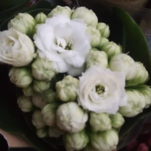 Mini Kalanchoe De Flor Blanca Planta Suculenta Ø6