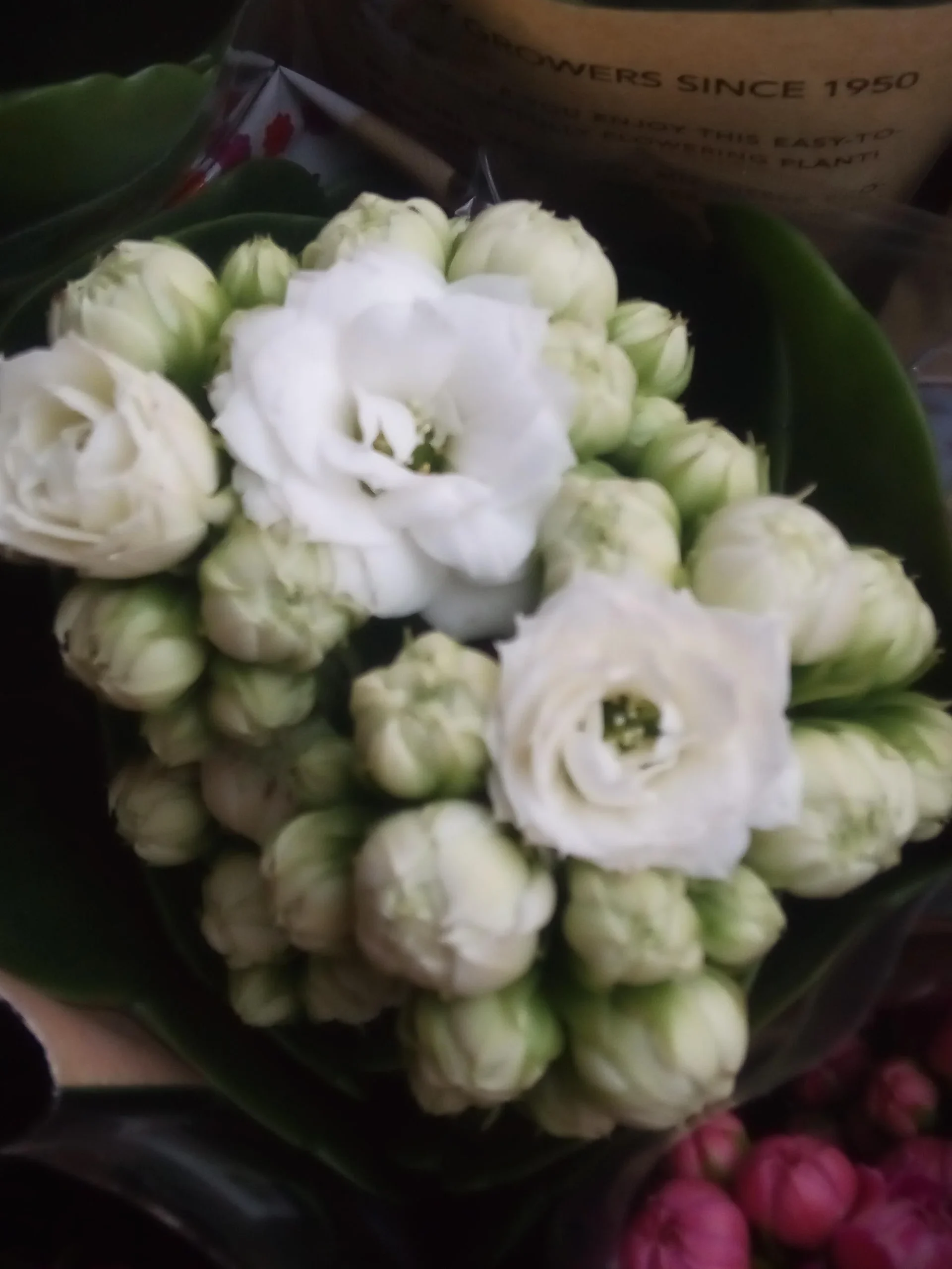 Mini Kalanchoe De Flor Blanca Planta Suculenta Ø6