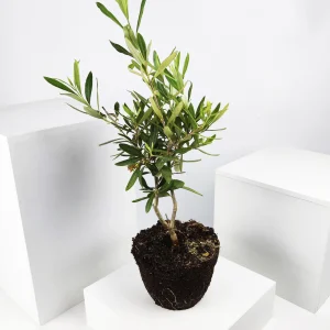 Olivo | Altura 35cm - Diámetro 15cm