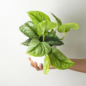 Scindapsus Pictus Trebie | Altura 25cm- Diámetro 12cm