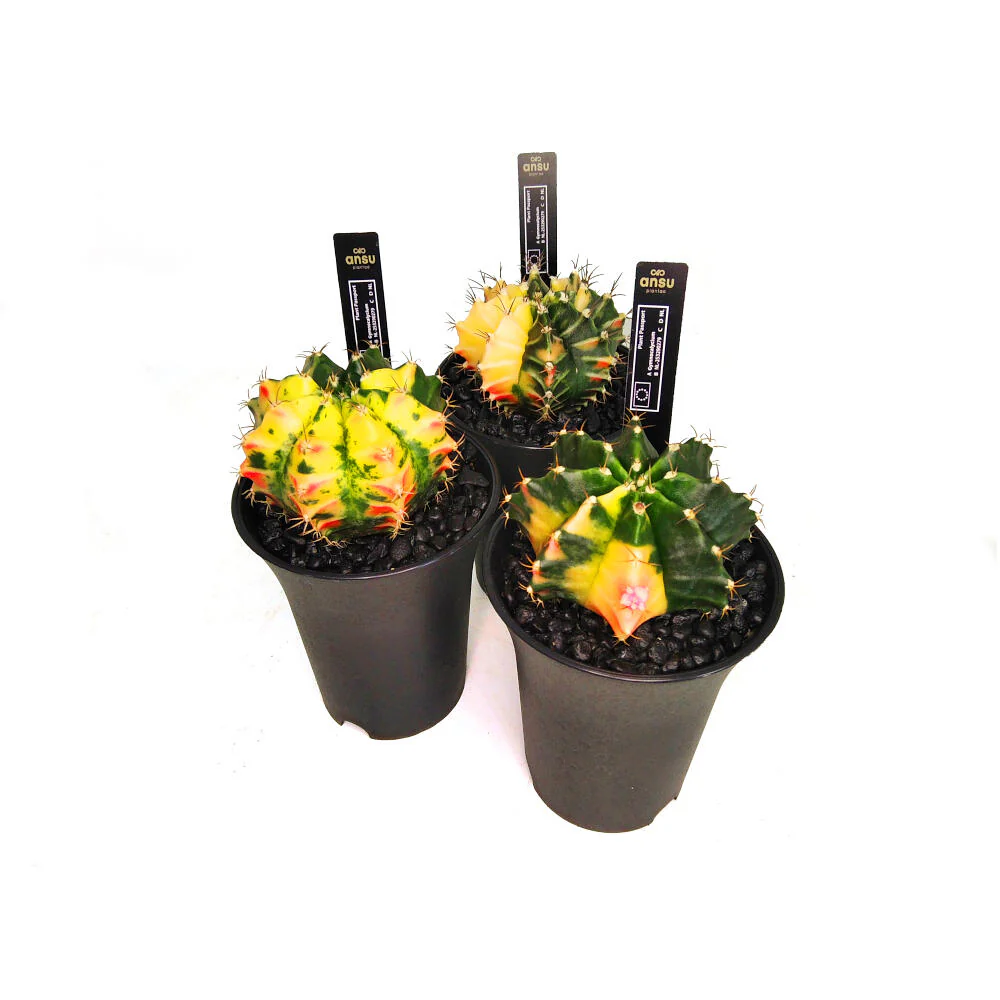 Gymnocalycium Variegata M6 - Imagen 2