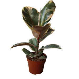 Ficus Elastica Tineke Planta Natural De Interior Ø12