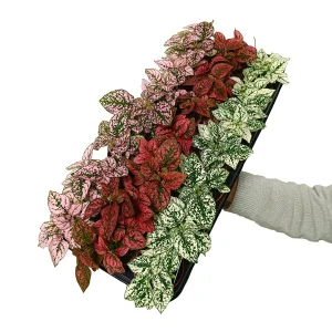 Hypoestes Phyllostachya M8