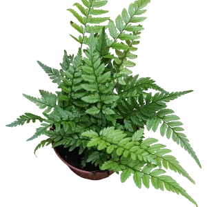 Helecho Polystichum Tsus-simense Planta De Inteiror Ø8