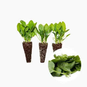 Plantón Espinaca - PlantaBo