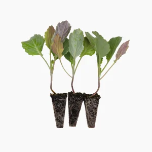 Plantón Col de Milán 3 Unidades - PlantaBo