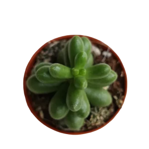 Sedum Rubrotinctum Planta Suculenta Colgante De Sol Ø5