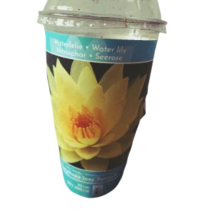 Nenufar Variedad Joey Planta Acuatica Rizoma Para Plantar