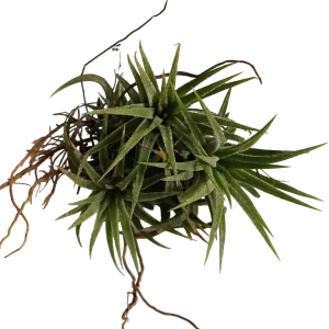 Tillandsia Ionantha Clump Clavel Del Aire Planta De Interior 5-8 Cm