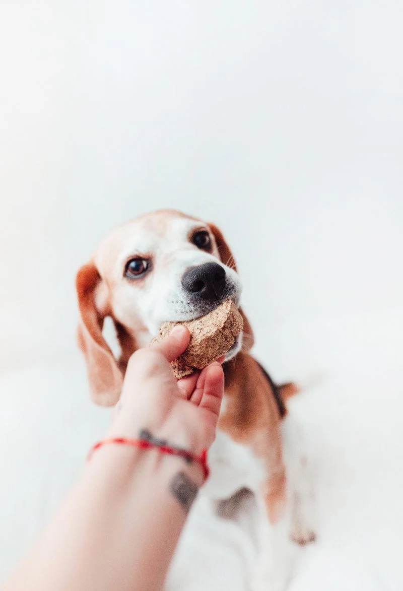 Bimordiscos Hamburguesas De Tripa Verde De Vaca Para Perros · 10 Uds - Imagen 3