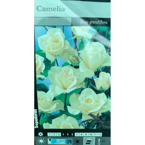 Rosal Trepador Camelia M20 180cm (blanco)