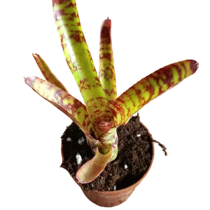 Neoregelia Guacamole Planta Bromelia De Interior 15 Cms
