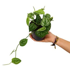 Scindapsus Pictus M12